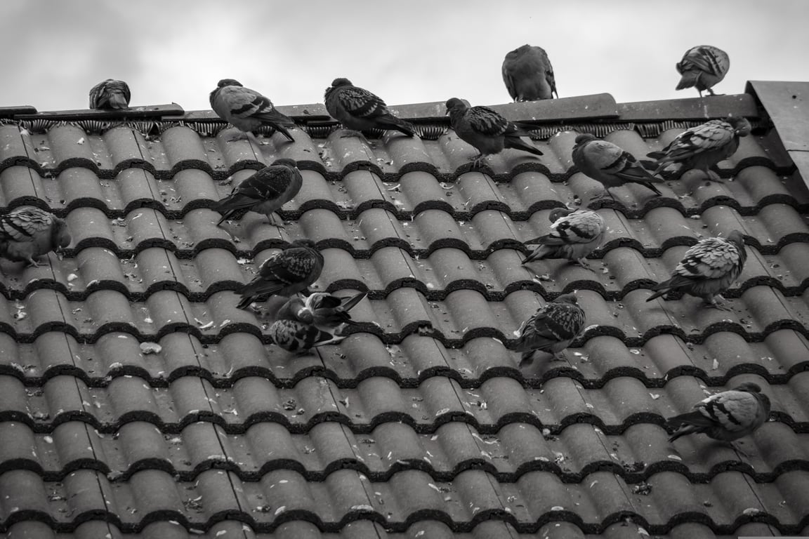 roof replacement shingles