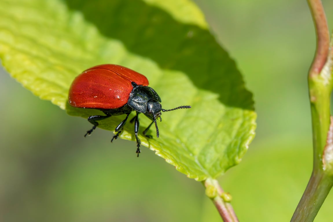 Terminix pest control technician