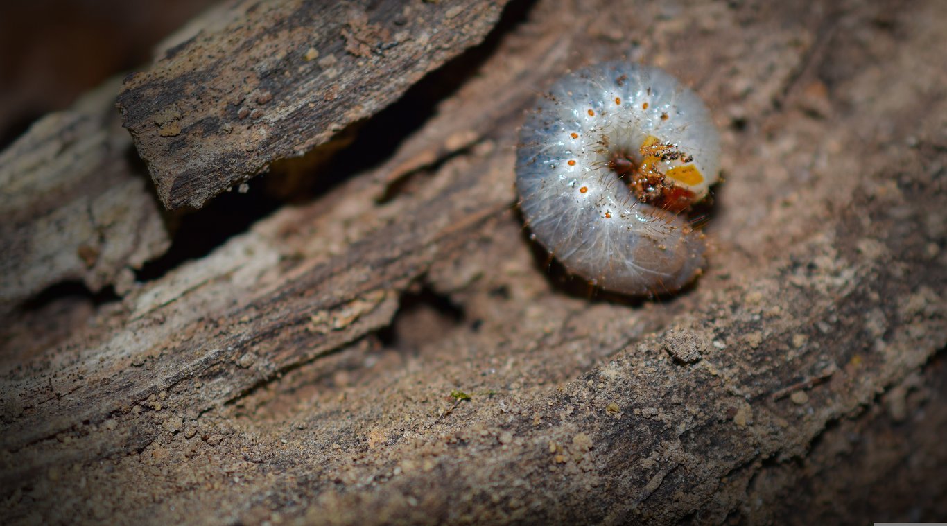 white grubs lawn