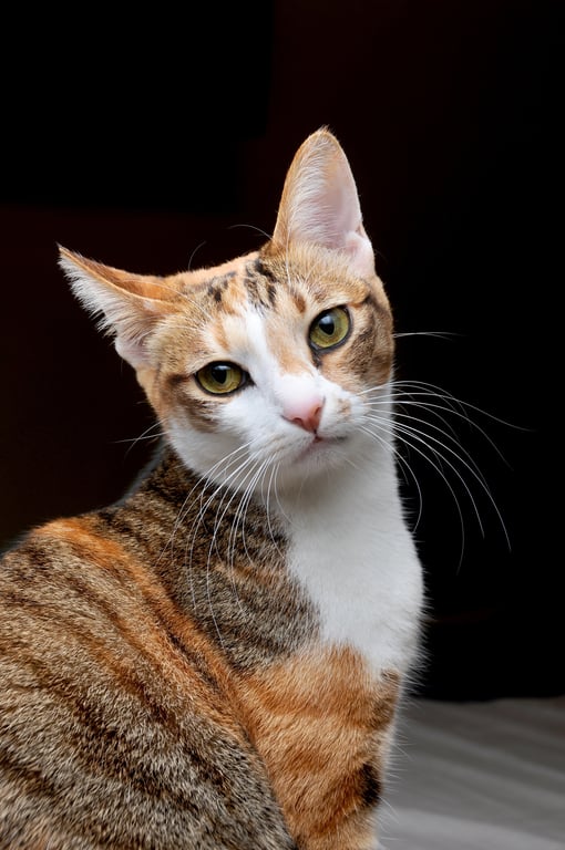 cat at veterinary clinic