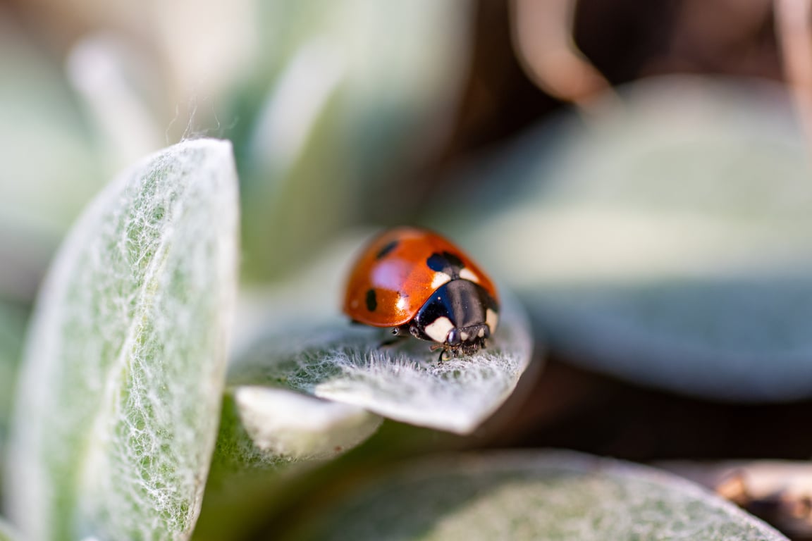 home pest inspection