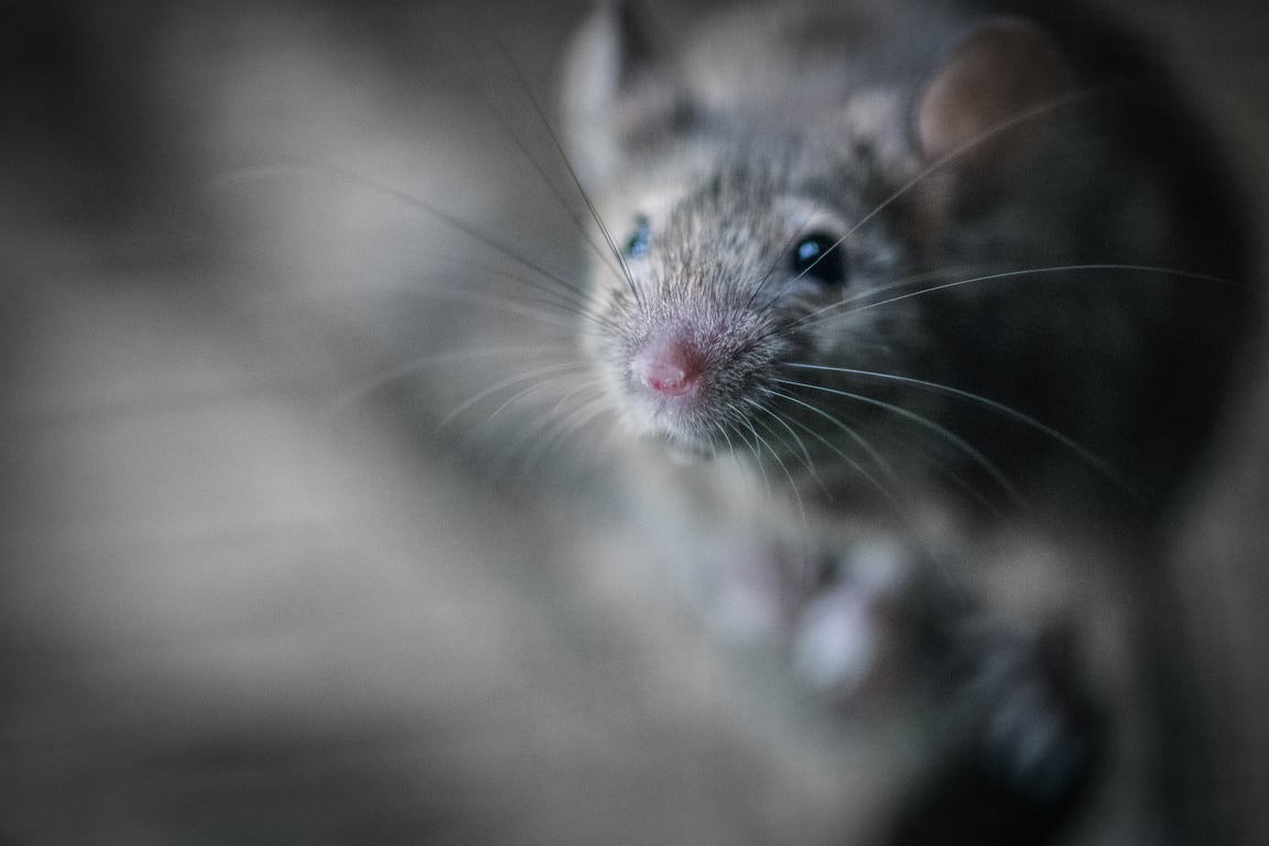 rodent pest control inspection