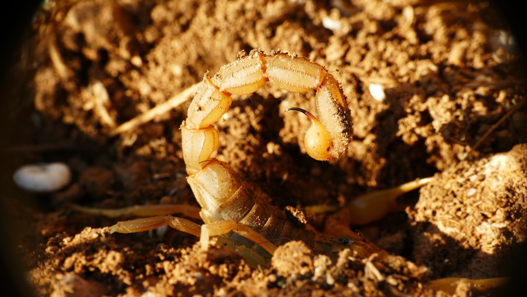 Orkin Termite Treatment Cost: What Homeowners Should Expect to Pay