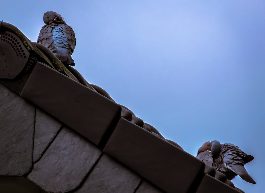 roof replacement shingles