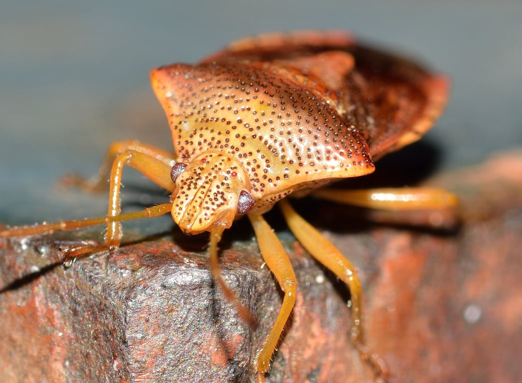 bed bug inspection