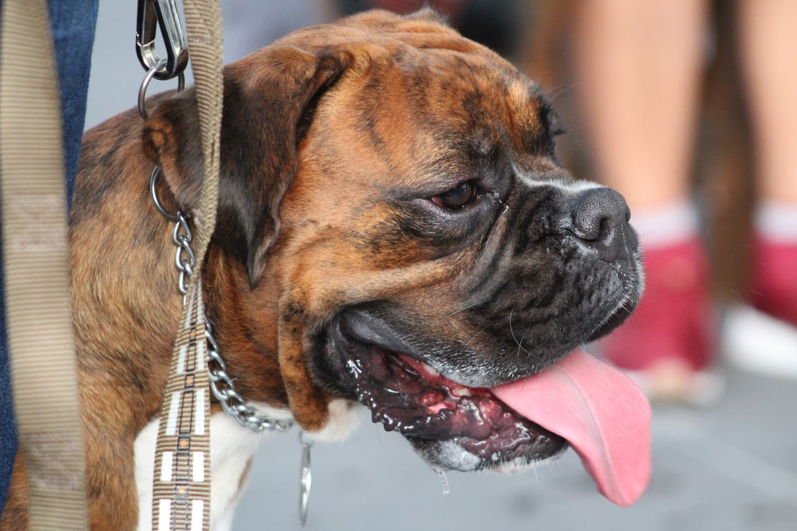 dog grooming class
