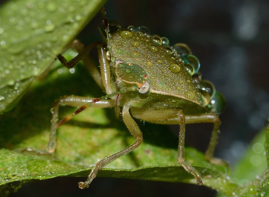 bed bug inspection