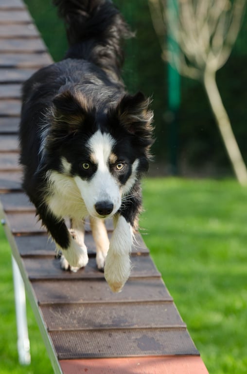 dog training class