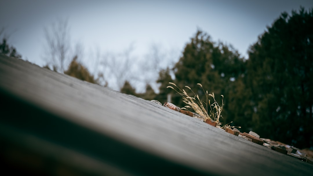 Roof Maintenance Near Me: What Local Roof Care Should Include