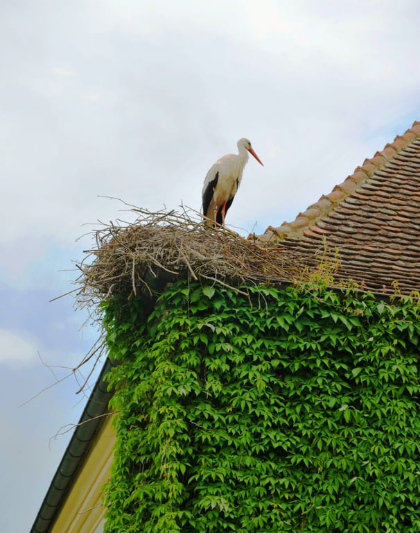 bird nest on roof