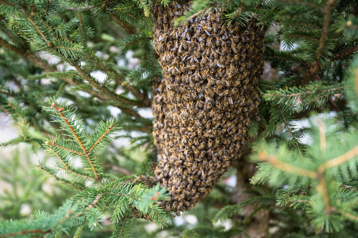 honey bee colony in wall