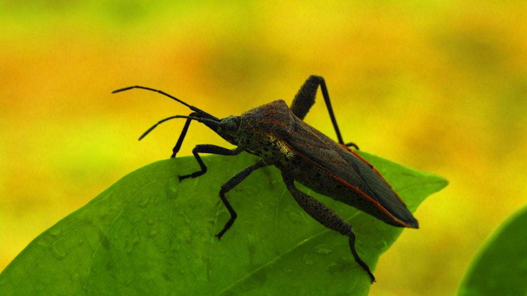 Insect ID: Identify the Pest Before You Choose a Treatment