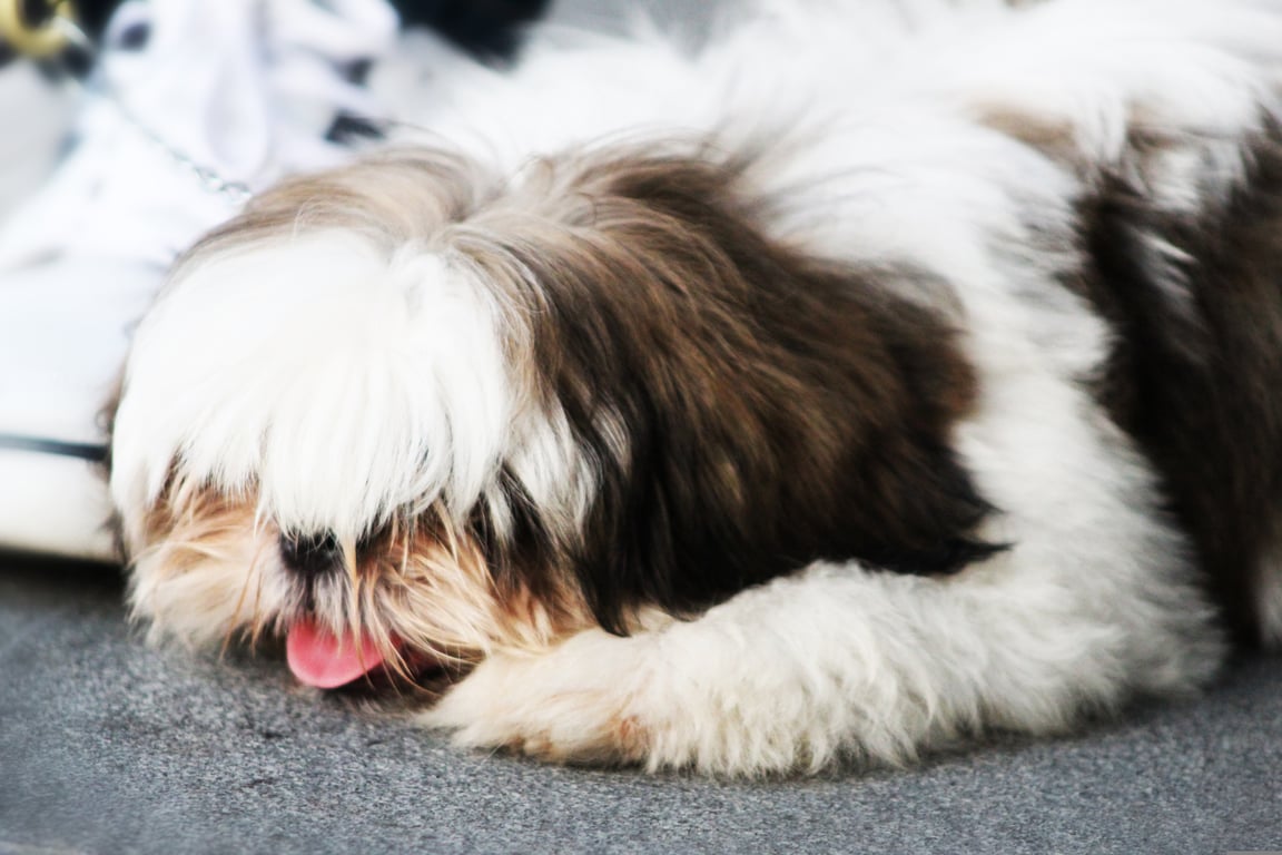 dog training class