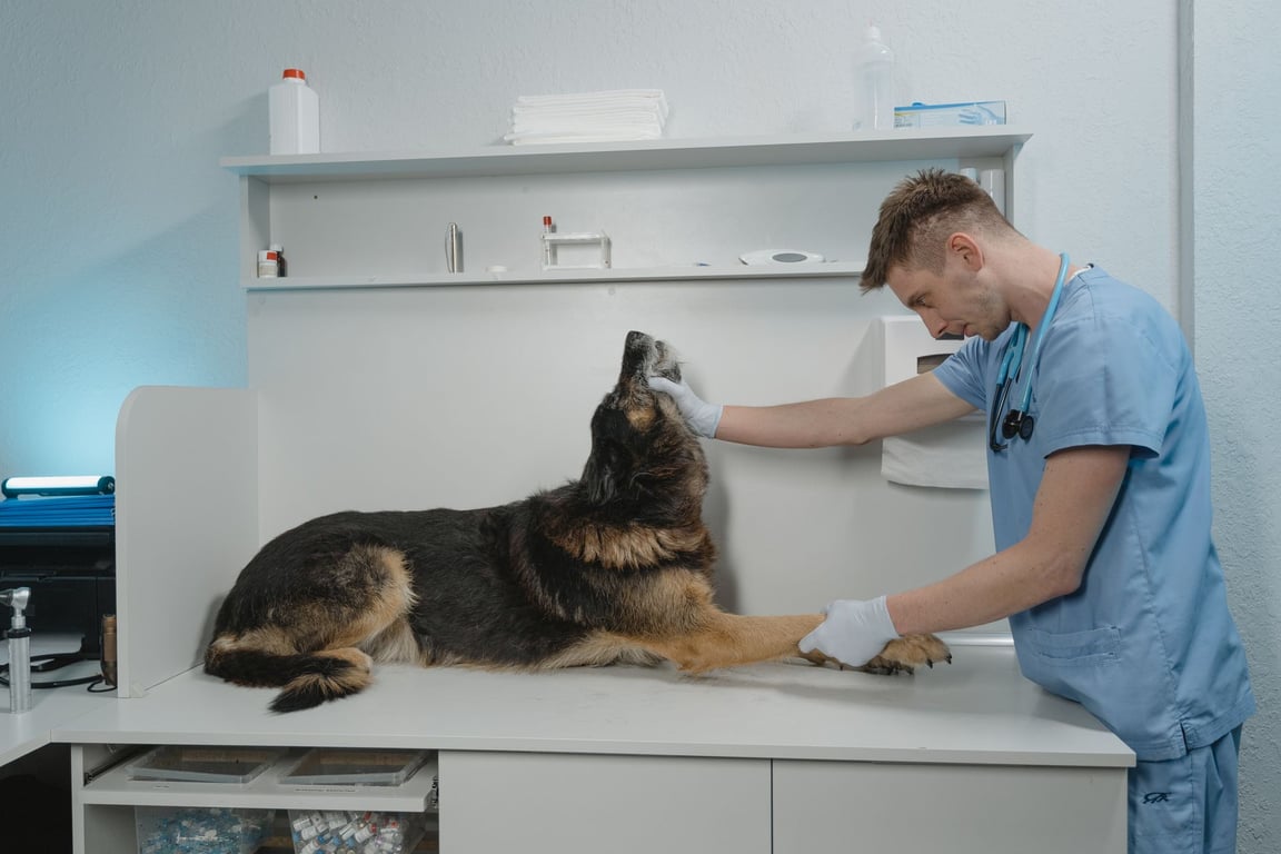 dog at veterinary clinic