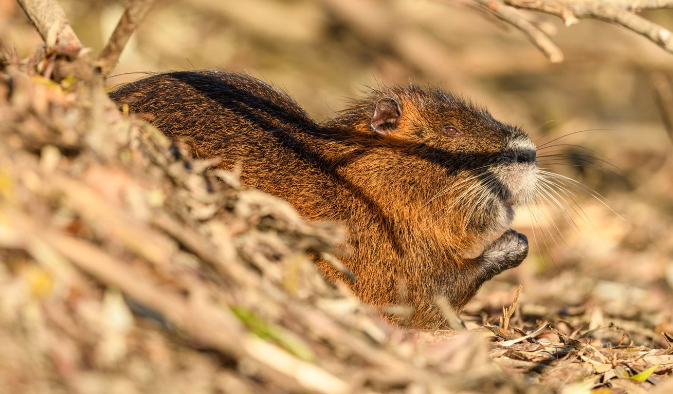 Rat Exterminator Price: What Homeowners Should Expect to Pay