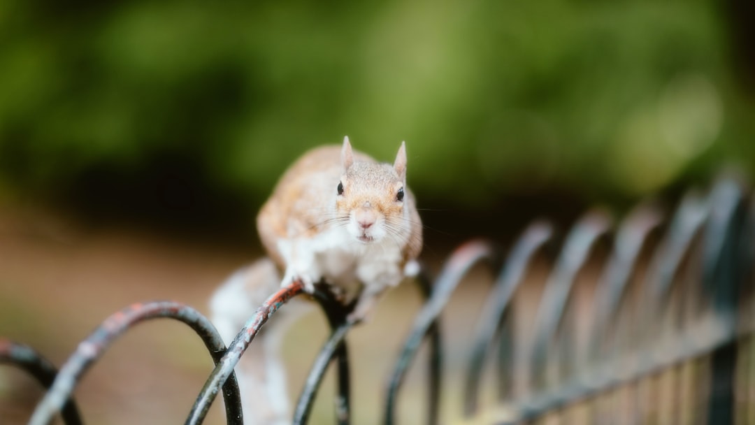 Rodent Control Near Me: How to Choose a Reliable Local Exterminator
