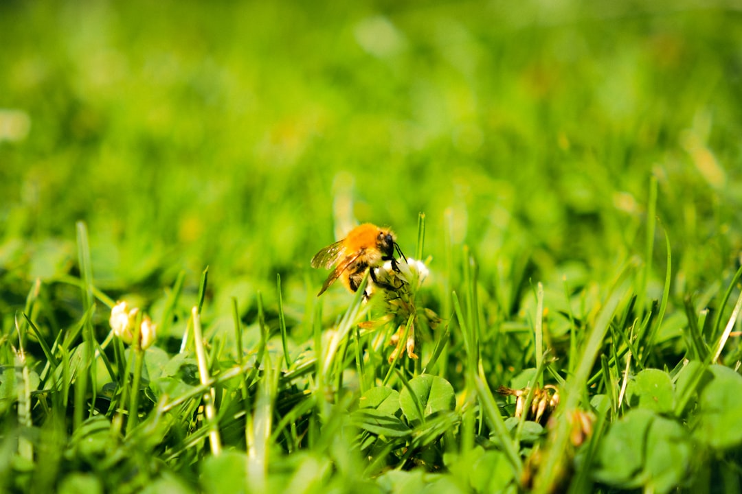 Weed Control Near Me: How to Choose a Reliable Local Lawn Service