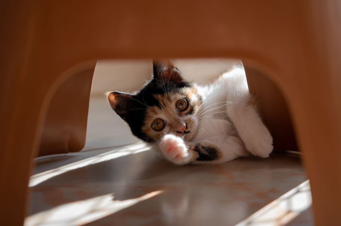 Paws to Health: A Practical Guide to Everyday Pet Wellness