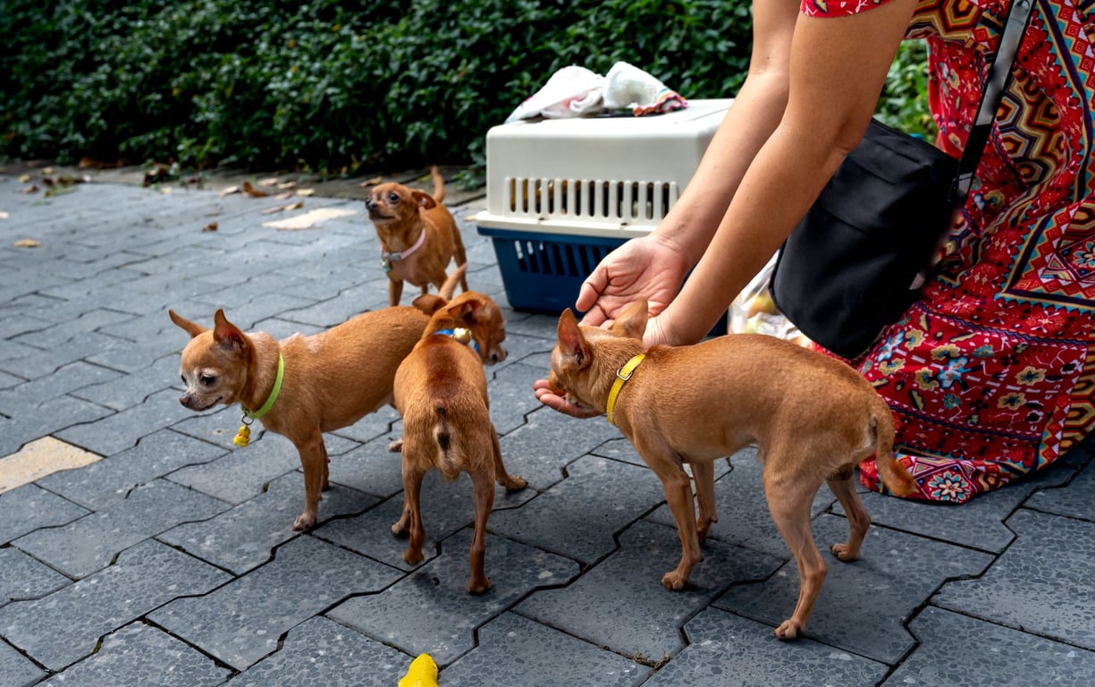 Free Dog Food: Practical Ways to Feed Your Dog on a Tight Budget