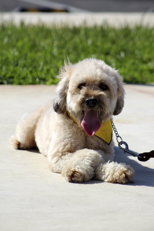 dog obedience training class