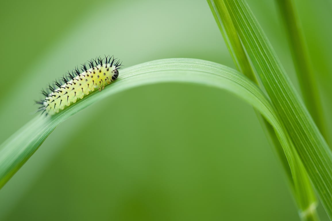 sawfly larva on leaf