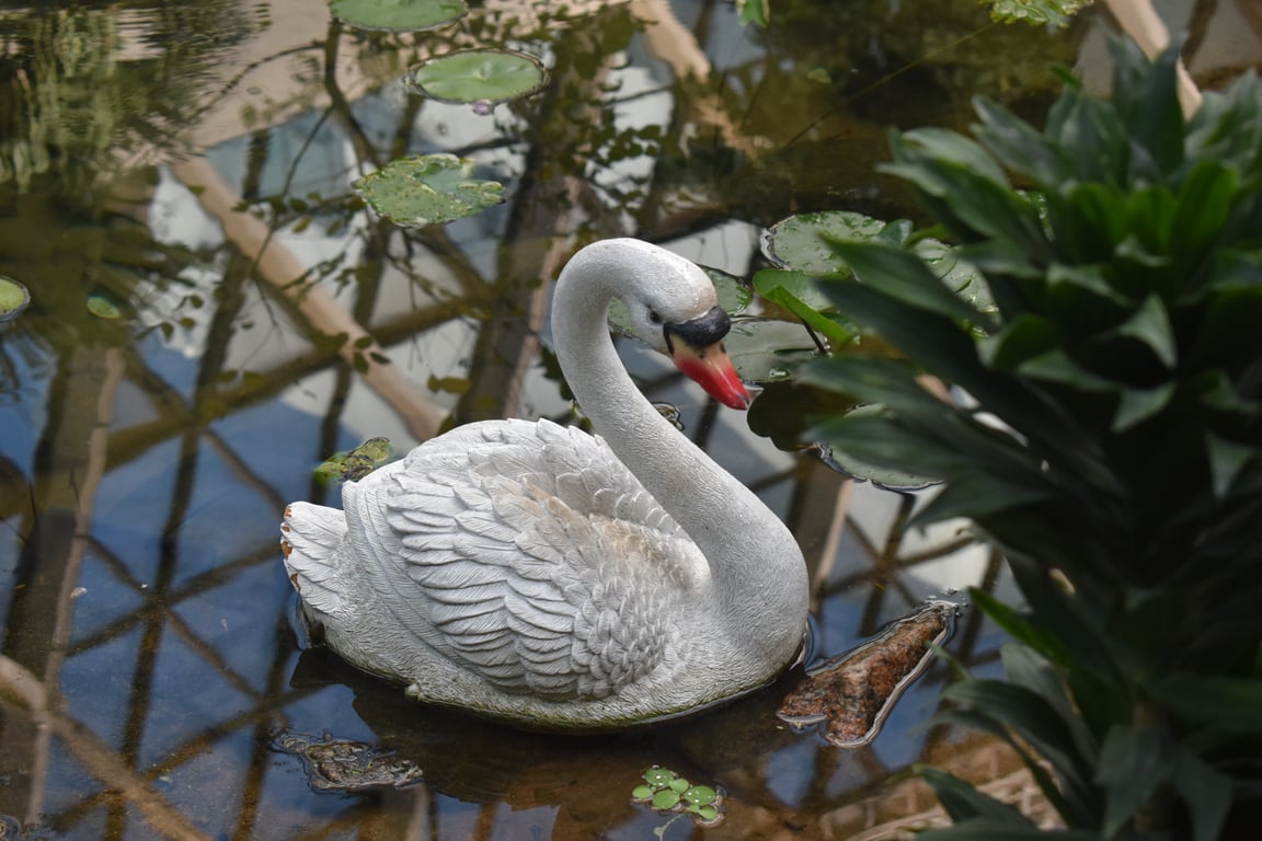 Swan Lake gardens