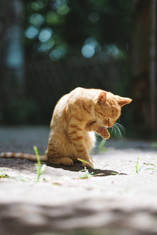 mobile cat grooming van