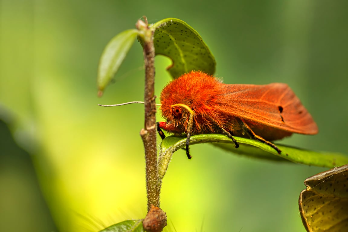 household pest close-up