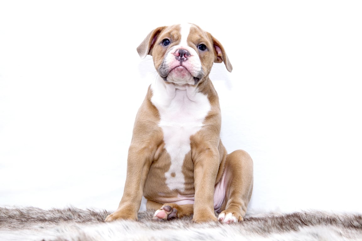puppy training class