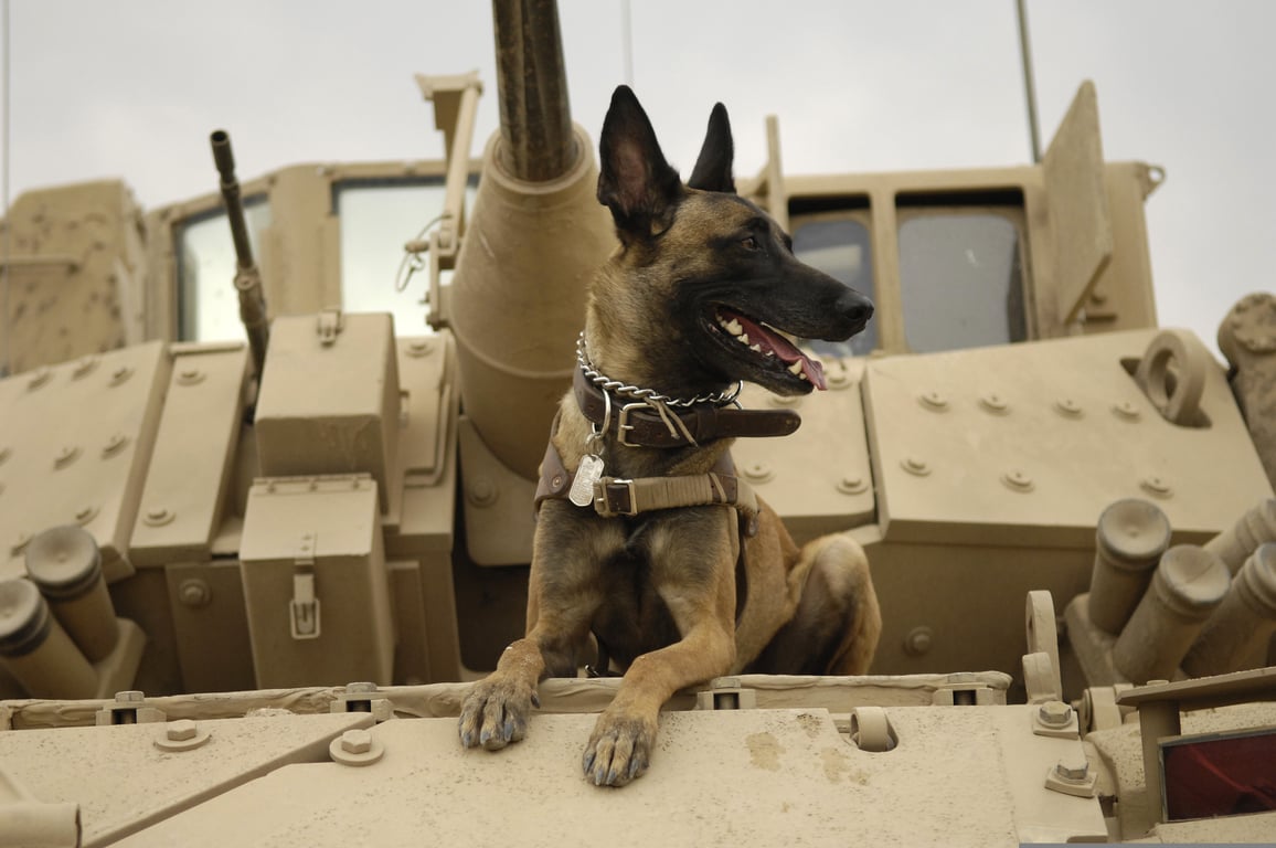 service dog training