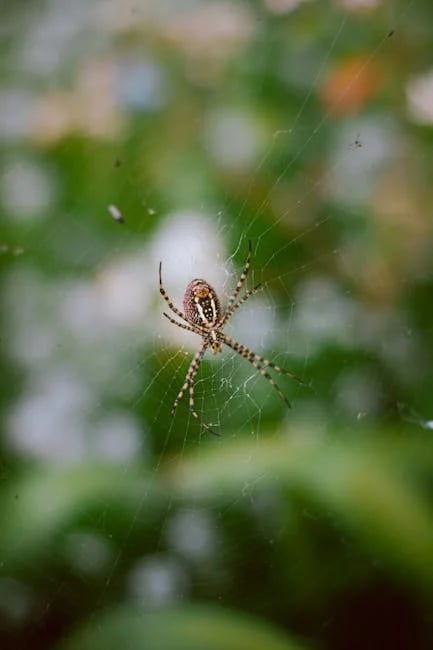 Image describing How to Master Spider Solitaire Top Tricks for 2025!