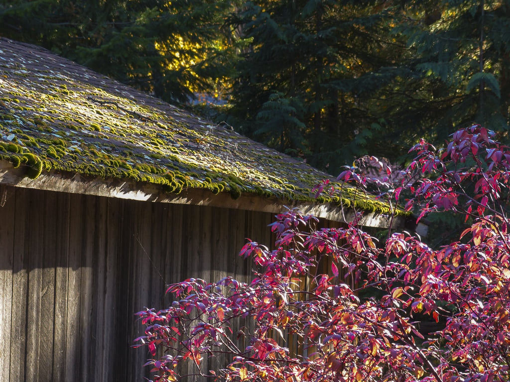 moss-covered roof