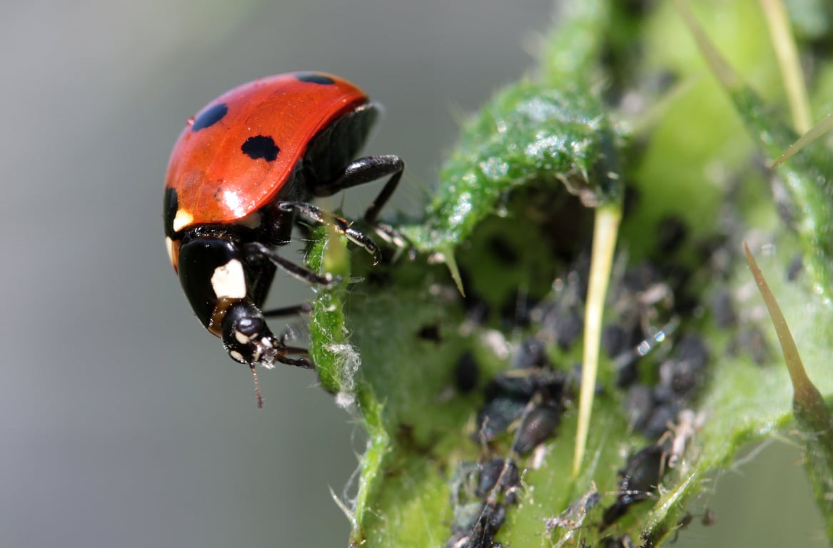 pest control technician home inspection