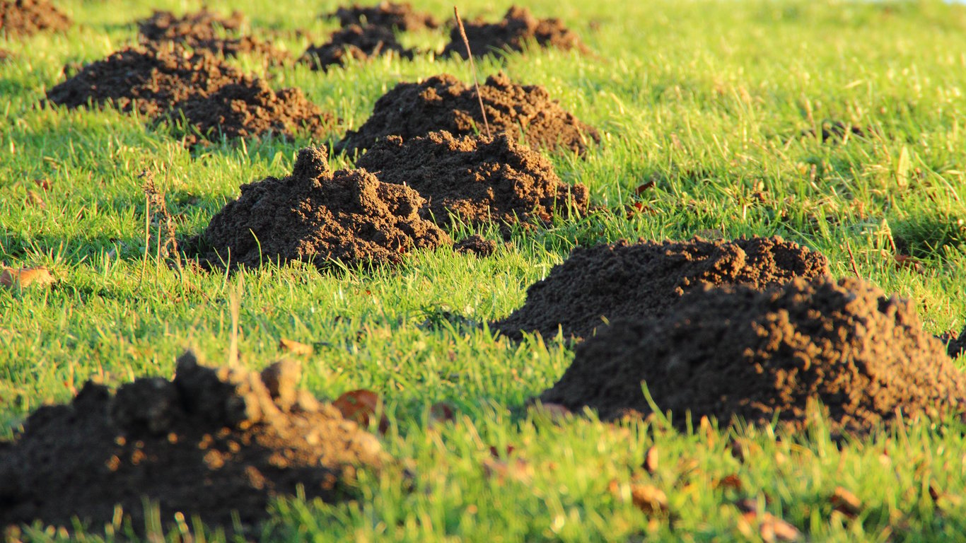 Lawn Maintenance That Builds a Healthier, More Resilient Yard