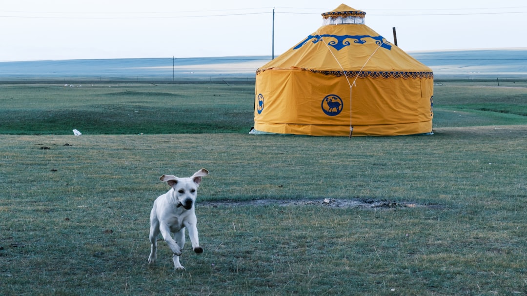Yurt Rentals Near Me: How to Find a Comfortable, Well-Prepared Camping Stay