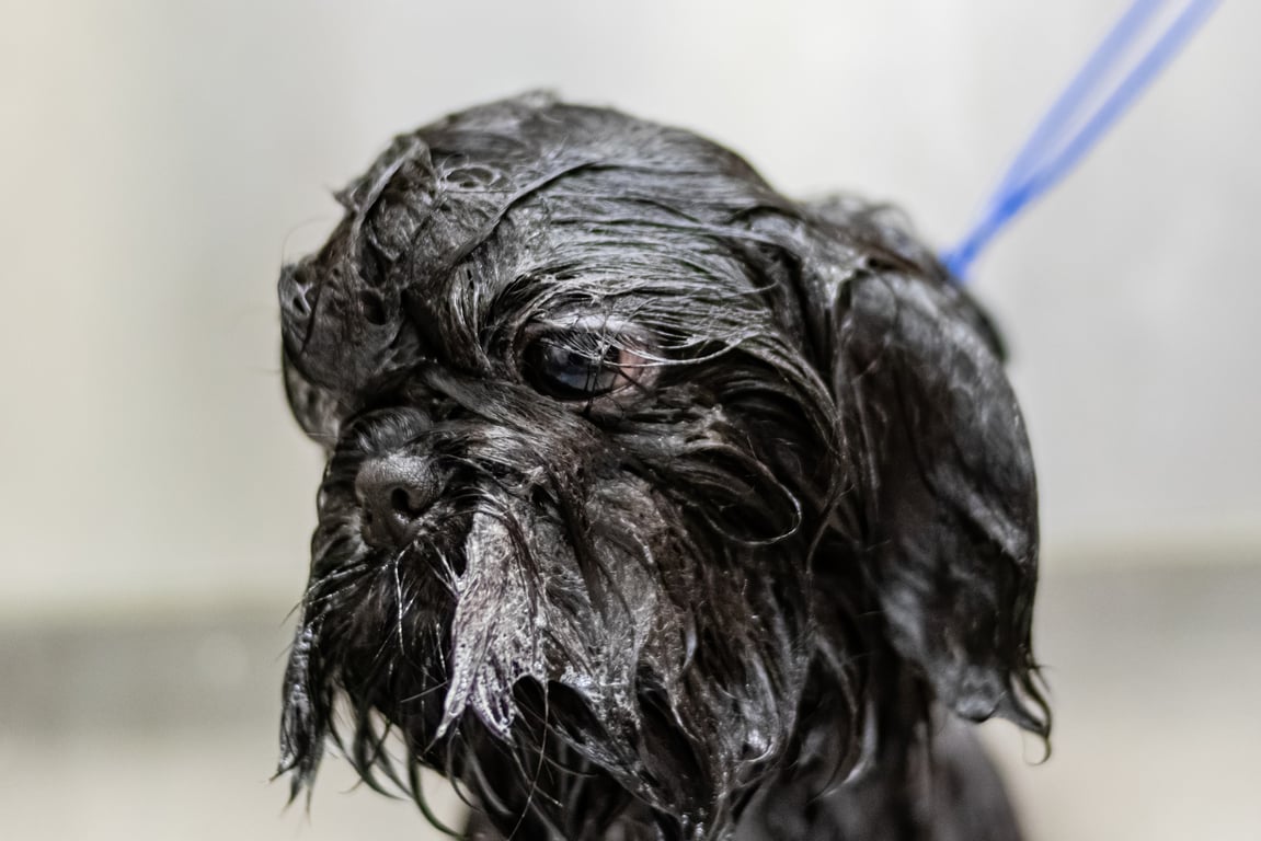 dog grooming salon