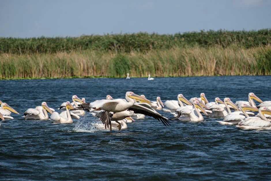 Image describing How to Get the Best Delta Reserve Card Now 7 Proven Tips (2026)