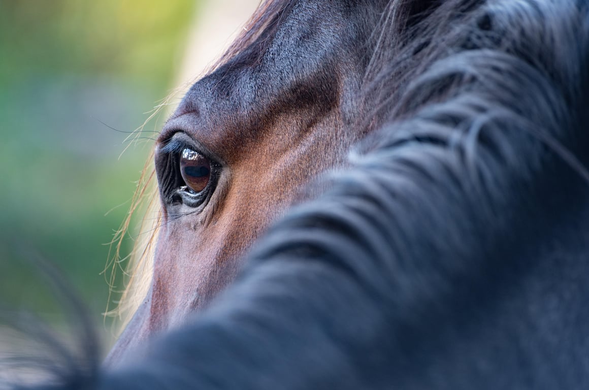 horse trailer repair
