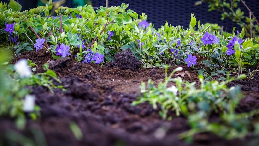 Virtual Landscape Design: Plan Your Yard Before You Build