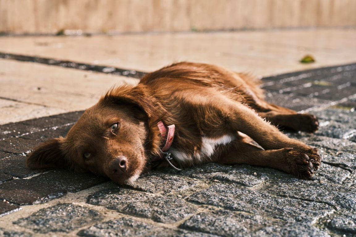 Dog Symptom Checker: What Signs Need a Vet Visit Now?