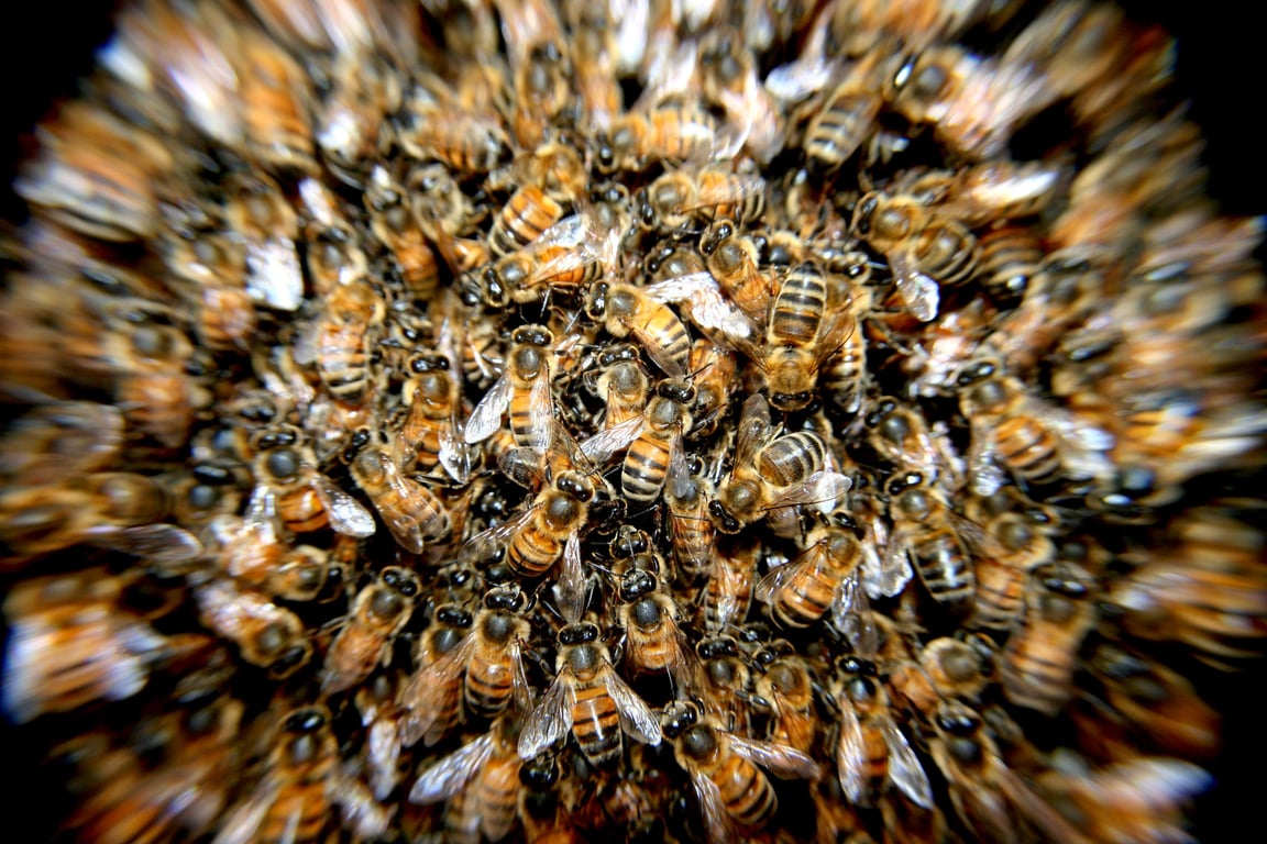 honey bee swarm