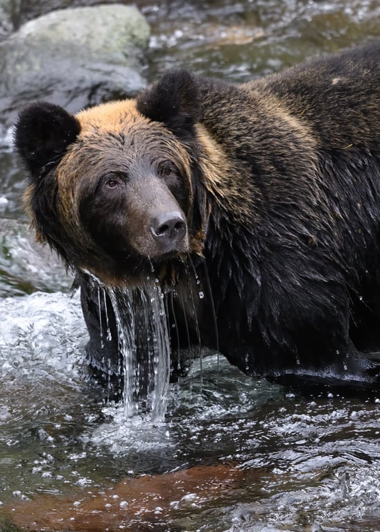 Yogi Bear Jellystone Park campground
