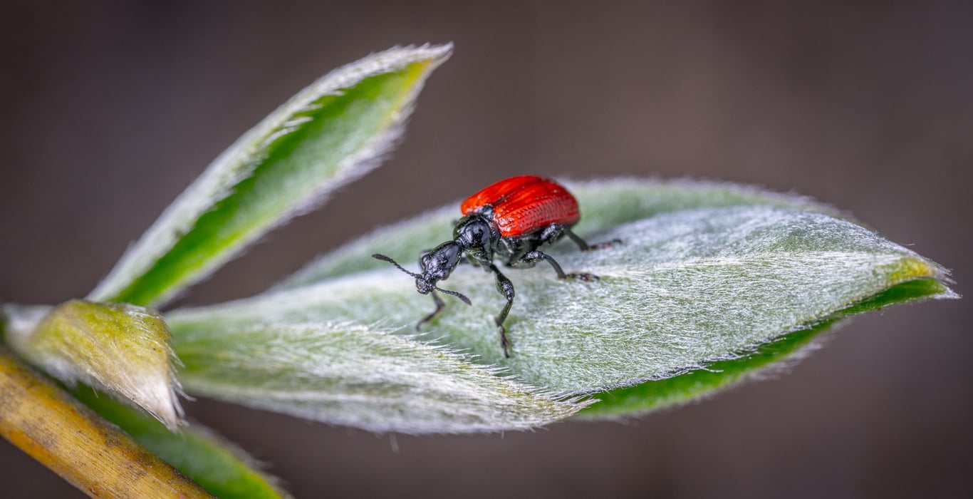 Pest Prevention Services: A Proactive Plan for Lasting Home Protection