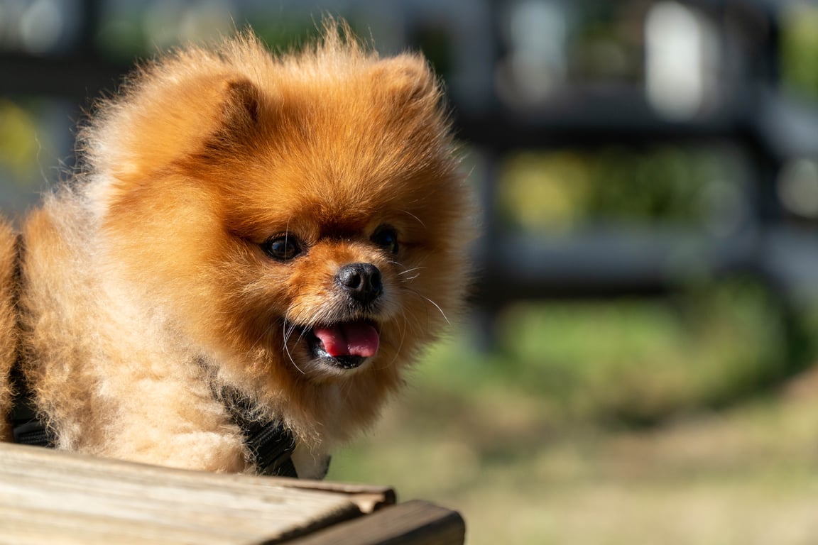 Petco dog grooming