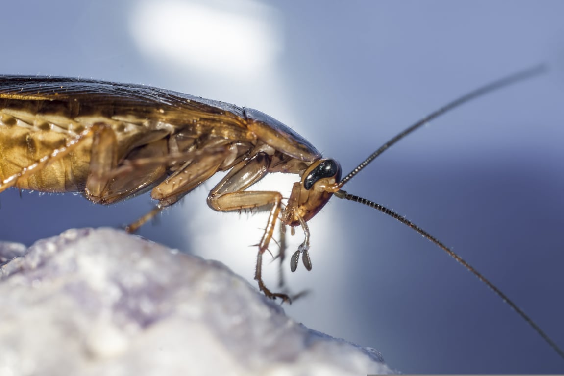 German cockroach kitchen