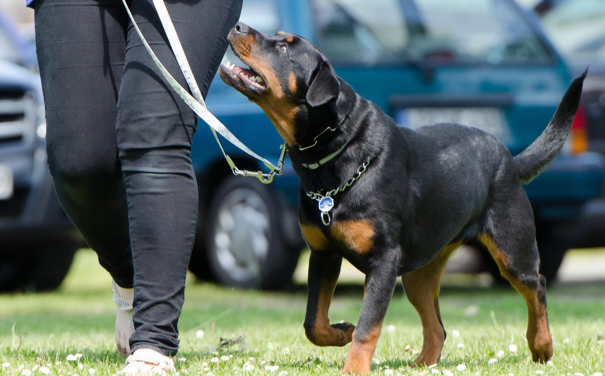 service dog training