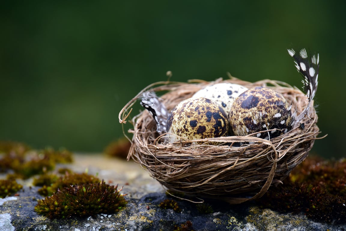 Nest thermostat