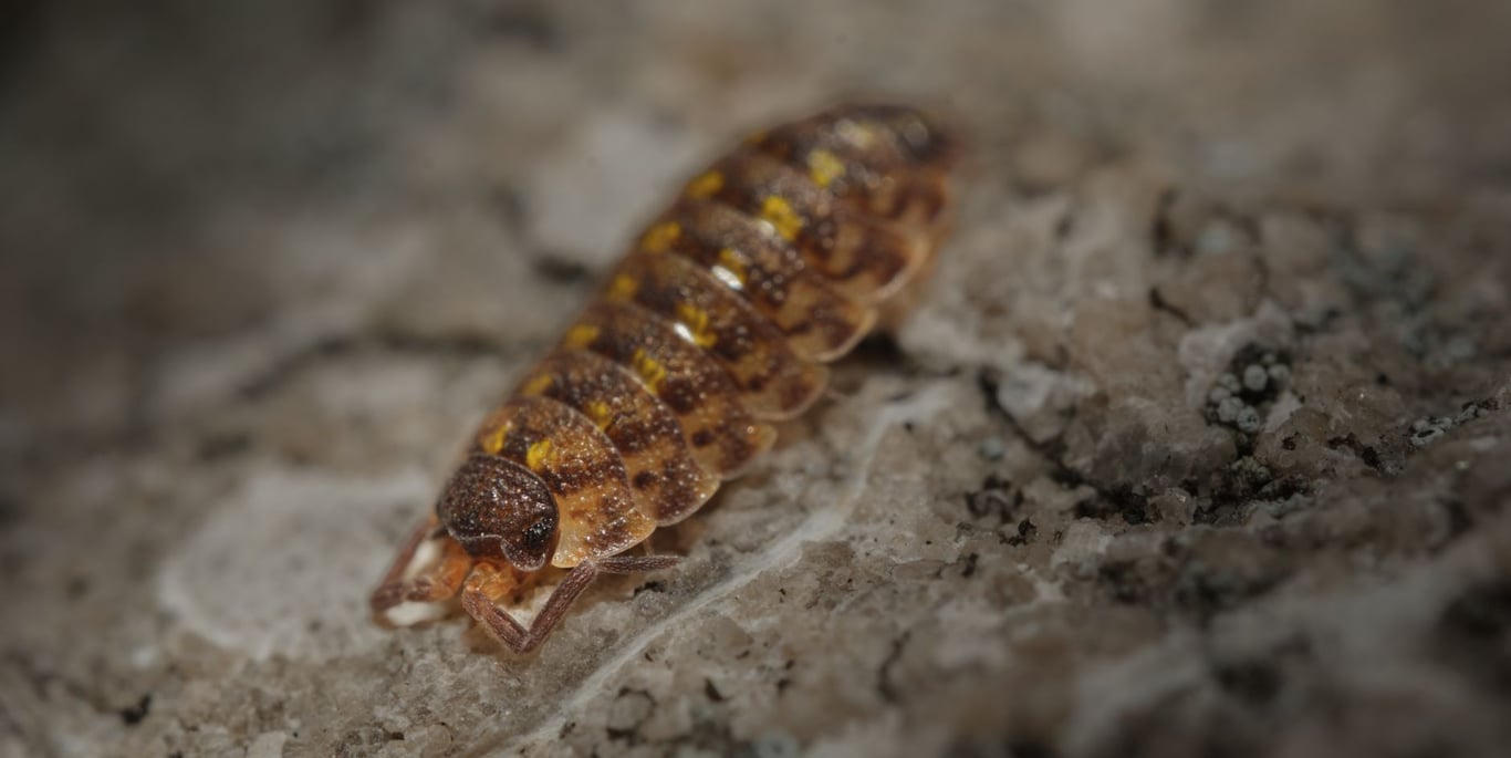 24 Hour Pest Control: When an Infestation Can’t Wait