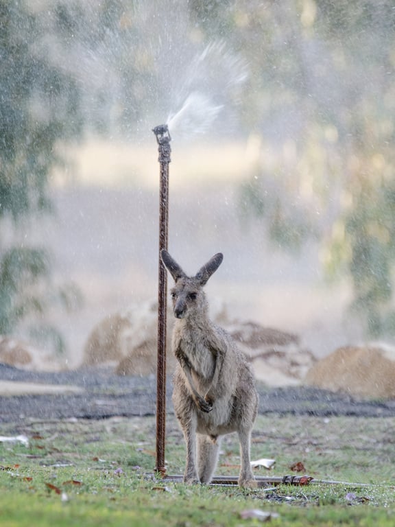 lawn sprinkler installation