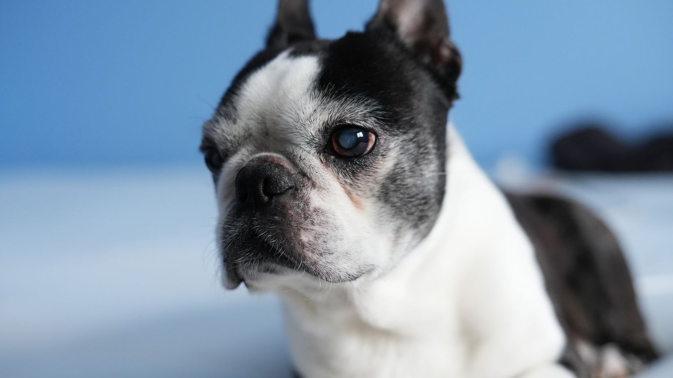 Royal Canin Veterinary Diets: When Prescription Nutrition May Help Your Pet